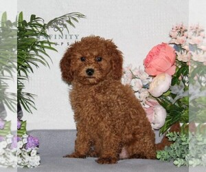 Cavapoo Puppy for Sale in RISING SUN, Maryland USA