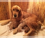Small Photo #2 Golden Retriever Puppy For Sale in HALDEMAN, KY, USA