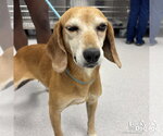 Small #2 Beagle Mix
