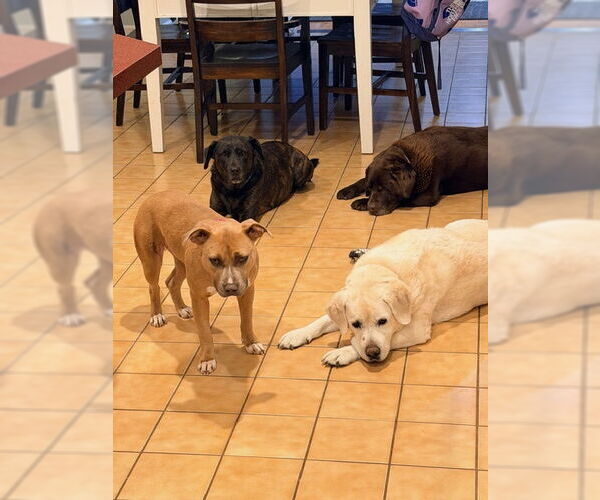 Medium Photo #3 Mutt Puppy For Sale in Rockaway, NJ, USA