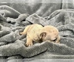 Small #23 French Bulldog
