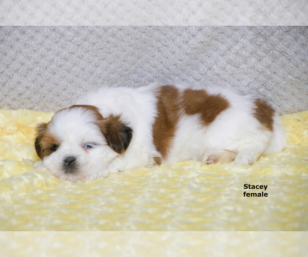 Medium Photo #10 Shih Tzu Puppy For Sale in CLARE, MI, USA