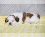 Small #9 Shih Tzu