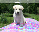 Small #5 German Shepherd Dog