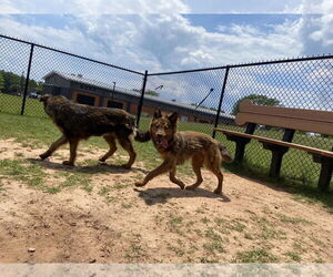 German Shepherd Dog-Unknown Mix Dogs for adoption in Rolesville, NC, USA