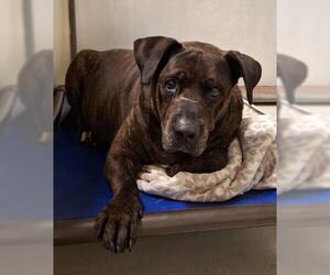 Mutt Dogs for adoption in Bakersfield, CA, USA