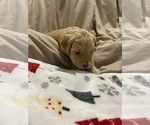Small Photo #6 Goldendoodle Puppy For Sale in COVINGTON, GA, USA