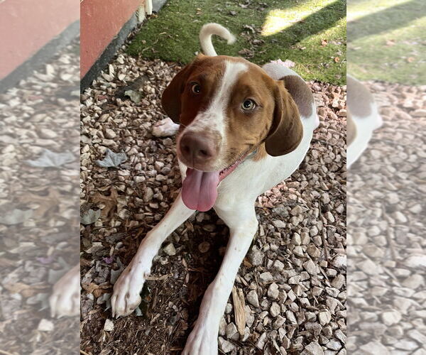 Medium Photo #1 Mutt Puppy For Sale in Candler, NC, USA