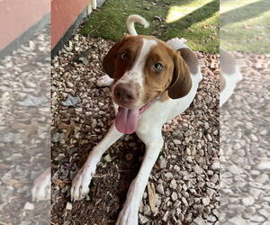 Mutt Dogs for adoption in Candler, NC, USA