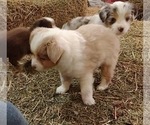 Small Photo #4 Australian Shepherd Puppy For Sale in SALEM, IN, USA