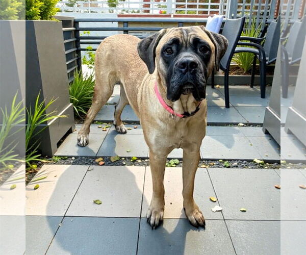 Medium Photo #2 Mutt Puppy For Sale in Goodyear, AZ, USA