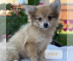 Pomeranian Puppy for sale in ADDISON, IL, USA