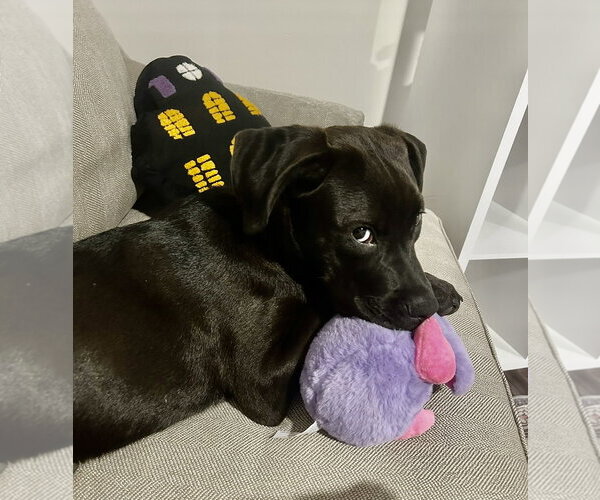 Medium Photo #2 Labrador Retriever-Unknown Mix Puppy For Sale in Holly Springs, NC, USA