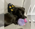 Small Photo #2 Labrador Retriever-Unknown Mix Puppy For Sale in Holly Springs, NC, USA