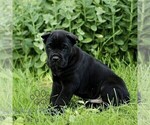 Small #2 Cane Corso