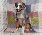 Small #3 Miniature Australian Shepherd