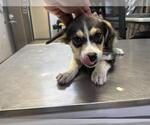 Small Labrador Retriever Mix