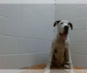 Great Dane Dogs for adoption in Downey, CA, USA