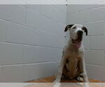 Small Great Dane