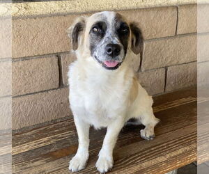Otto - Male Maltese-Unknown Mix Dog for Adoption - Photo #3