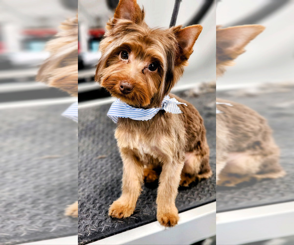 Medium Photo #1 Yorkshire Terrier Puppy For Sale in CULPEPER, VA, USA