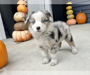 Australian Shepherd Puppy for sale in LODA, IL, USA