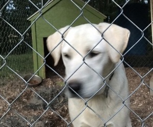 Father of the Labrador Retriever puppies born on 05/15/2022