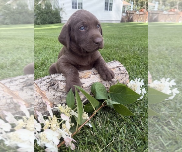 Medium Photo #1 Labrador Retriever Puppy For Sale in REXBURG, ID, USA