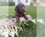 Puppy 2 Labrador Retriever
