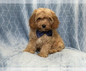 Cavapoo Puppy for sale in LAKELAND, FL, USA