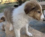 Small Photo #2 Collie Puppy For Sale in DURHAM, NC, USA