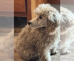 Small Photo #25 Poodle (Toy) Puppy For Sale in LONG GROVE, IL, USA