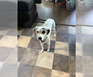 Dalmatian-Pointer Mix Dogs for adoption in Princeton, MN, USA