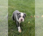 Puppy Puppy 1 Boston Terrier