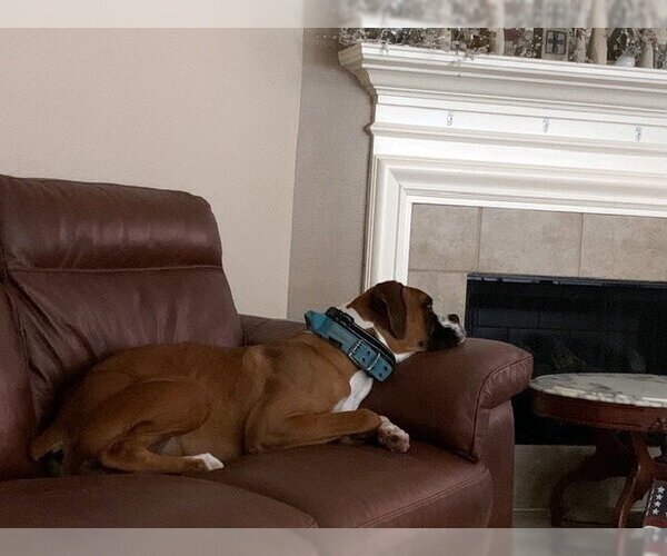 Medium Photo #2 Boxer Puppy For Sale in Alvin, TX, USA