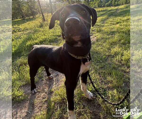 Medium Photo #3 Beagle-Pointer Mix Puppy For Sale in Washington, DC, USA