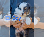 Puppy Puppy 6 bee Australian Shepherd