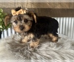 Small #8 Yorkshire Terrier