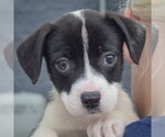 Kelsey - Female American Staffordshire Terrier-Border Collie Mix Dog for Adoption - Small photo