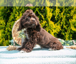 Small #3 Cocker Spaniel