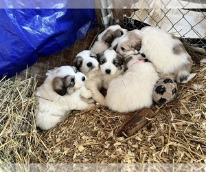 Great Pyrenees Puppy for sale in LINCOLN, MI, USA