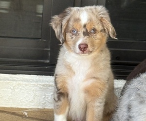 Miniature Australian Shepherd Litter for sale in FORT MYERS, FL, USA