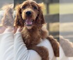 Small Photo #1 Irish Doodle Puppy For Sale in Pacolet, SC, USA