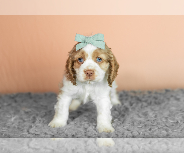 Medium Photo #24 Cocker Spaniel Puppy For Sale in NAPPANEE, IN, USA