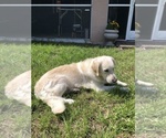 Small Photo #1 English Cream Golden Retriever Puppy For Sale in PORT CHARLOTTE, FL, USA