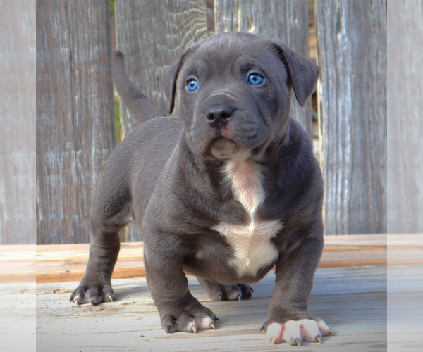 Medium Photo #1 American Bully Puppy For Sale in LOS ANGELES, CA, USA