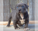 Small Photo #1 American Bully Puppy For Sale in LOS ANGELES, CA, USA