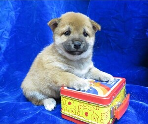 Shiba Inu Puppy for sale in NORWOOD, MO, USA