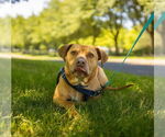 Small #2 American Staffordshire Terrier