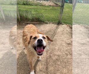Border Collie-Parson Russell Terrier Mix Dogs for adoption in Silver Spring, MD, USA